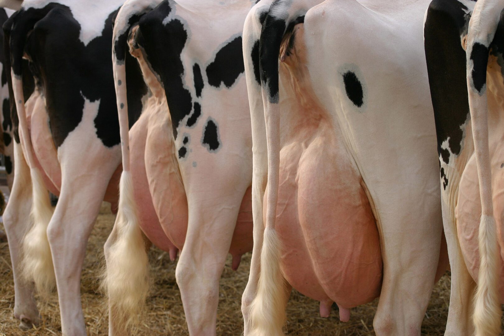 A group of cows standing next to each other.