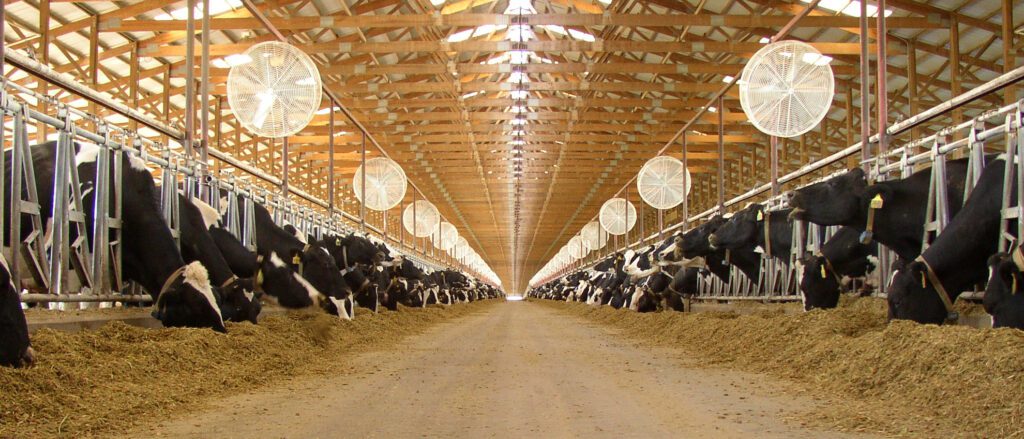 A large group of cows in a barn.